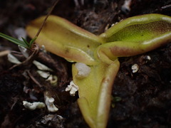 Pinguicula