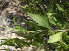 Anisacanthus thurberi