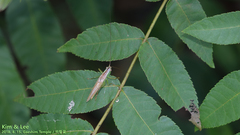 Conocephalus exemptus