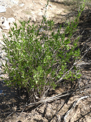 Anisacanthus thurberi