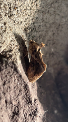 Chrysodeixis