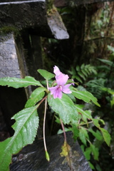 Impatiens kinabaluensis