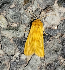 Eulithosia papago