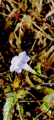 Ipomoea