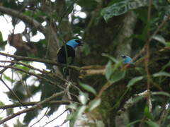 Stilpnia cyanicollis