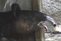 Tapirus pinchaque