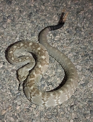 Crotalus ornatus