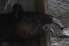 Tapirus pinchaque