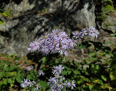Symphyotrichum undulatum