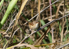 Malurus melanocephalus