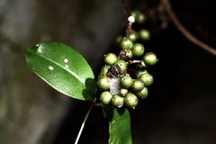 Zanthoxylum