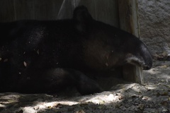Tapirus pinchaque