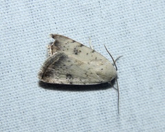 Micrathetis triplex