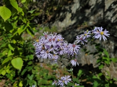 Symphyotrichum undulatum