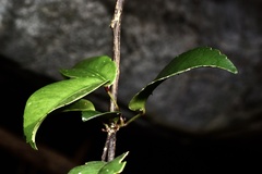 Zanthoxylum