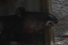 Tapirus pinchaque
