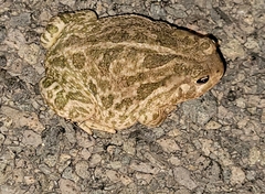 Anaxyrus cognatus