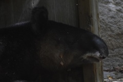 Tapirus pinchaque