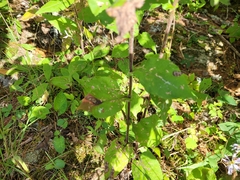 Symphyotrichum undulatum