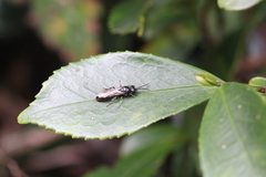 Tiphiinae