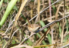 Malurus melanocephalus