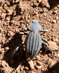 Somaticus aeneus