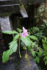 Impatiens kinabaluensis
