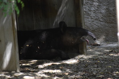 Tapirus pinchaque