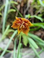Calochortus marcellae