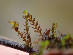 Gymnocolea inflata