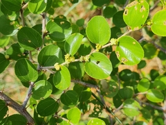 Ziziphus