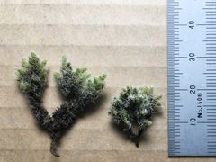 Racomitrium pruinosum