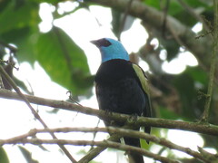 Stilpnia cyanicollis