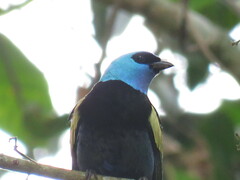 Stilpnia cyanicollis