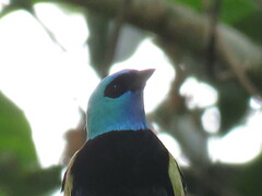 Stilpnia cyanicollis