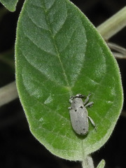 Trichobaris compacta