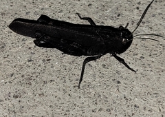 Arphia pseudonietana