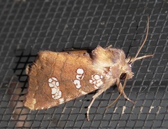 Papaipema marginidens