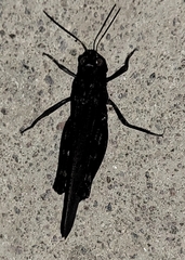 Arphia pseudonietana