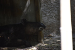 Tapirus pinchaque
