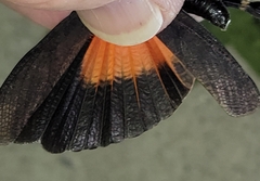 Arphia pseudonietana