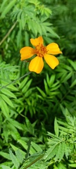 Tagetes tenuifolia
