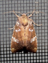 Papaipema marginidens