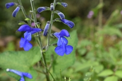 Salvia patens