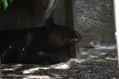 Tapirus pinchaque
