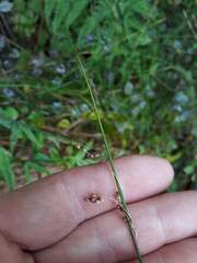 Juncus usitatus