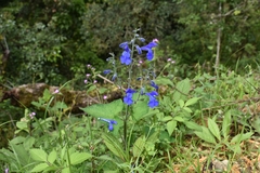 Salvia patens