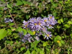 Symphyotrichum undulatum