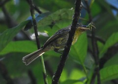 Rhynchocyclus olivaceus