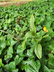 Epipactis